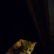 images/gallery/miscellaneous/ltb_tortura_animaletti.jpg